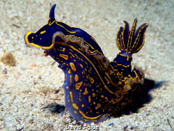 Nudibranch on reef next to Tug2 Wreck at Exiles Beach, Sl... by David Agius 